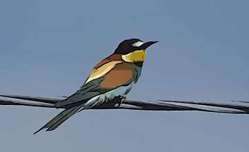 Castellaro Lagusello |  The Nature Reserve and the European Bee-Eater